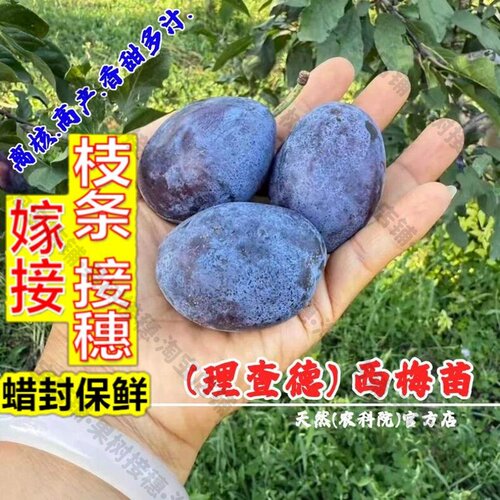 嫁接接穗枝条码子芽嫁接理查德西梅树苗纯甜西梅苗盆栽地栽李子树
