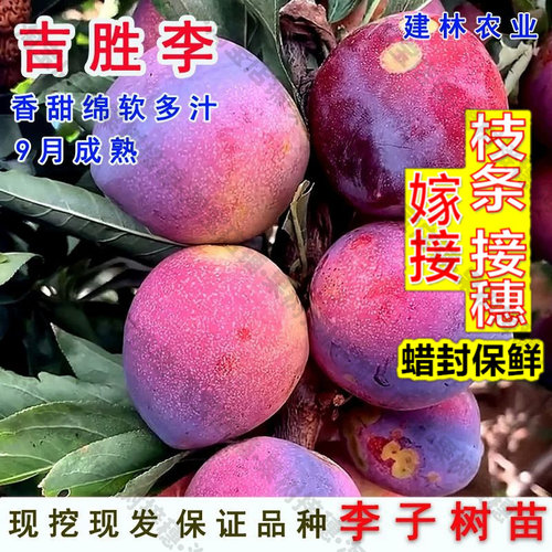 嫁接接穗枝条码子芽嫁接吉胜桃型李树苗鸡心李东北干碗李子苗耐寒