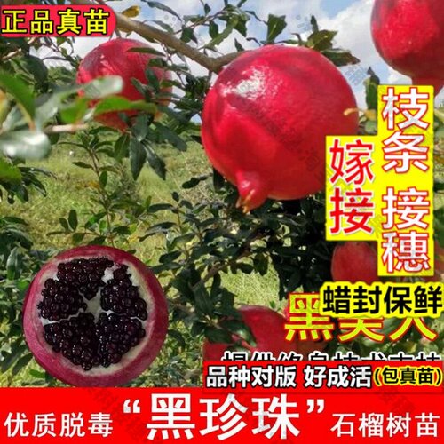 嫁接接穗枝条码子芽黑珍珠石榴树苗黑软籽甜石榴苗盆栽地载南北方