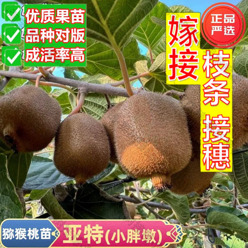 嫁接接穗枝条码子芽嫁接美味哑特猕猴桃树果苗盆栽爬藤奇异果亚特