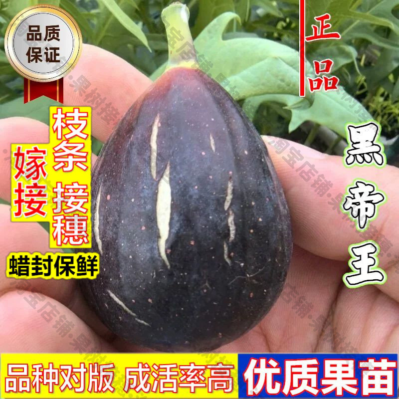 嫁接接穗枝条码子芽紫果无花果树苗盆栽地栽黑帝王无花果苗南方北图片