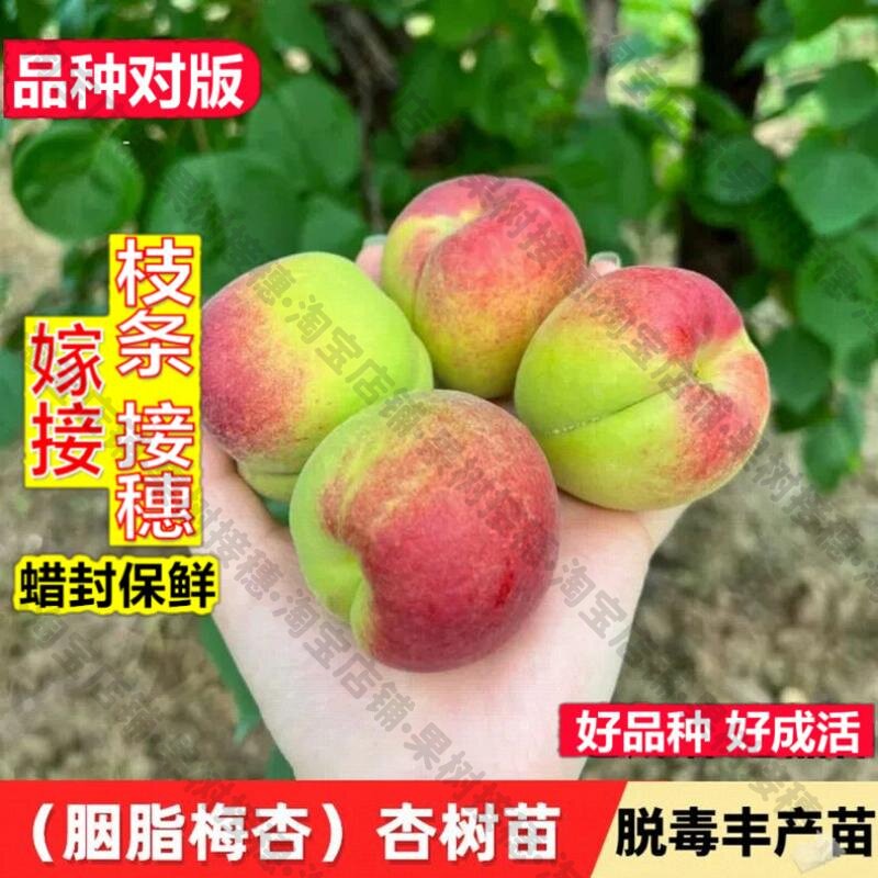 嫁接接穗枝条码子芽嫁接胭脂梅树苗酸甜口红梅杏果苗梅子苗南方北