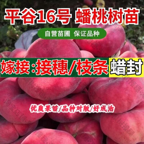 嫁接接穗枝条码子芽平谷大桃树苗嫁接地栽红蟠桃树苗盆栽南北方当