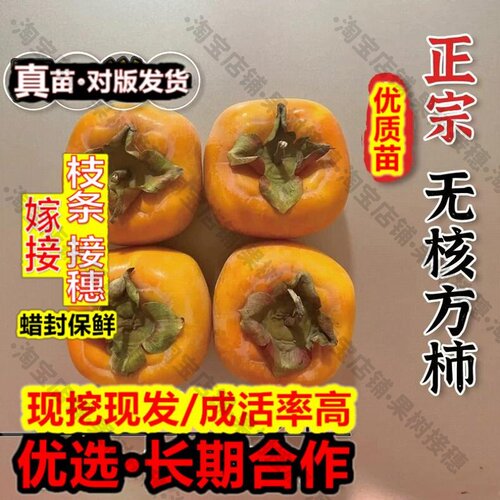 嫁接接穗枝条码子芽嫁接无核方柿柿子树苗无籽软硬两吃甜柿子苗南