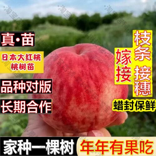嫁接接穗枝条码子芽嫁接桃树果苗日本盛夏甜桃王桃树苗脆甜红不软