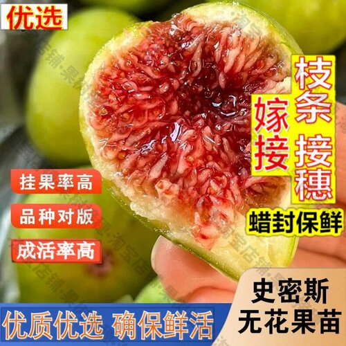 嫁接接穗枝条码子芽无花果树苗阳台盆栽无花果苗地栽北方南
