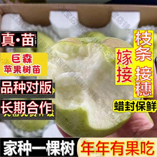 嫁接接穗枝条码子芽巨森苹果果树苗南北方庭院地栽盆栽种植果嫁接