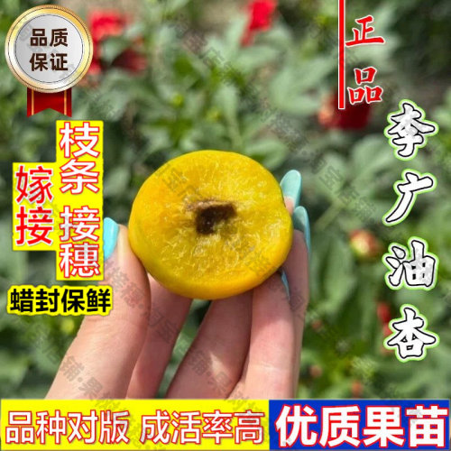 嫁接接穗枝条码子芽甘肃敦煌李广油杏树苗嫁接李光油杏苗盆栽杏子