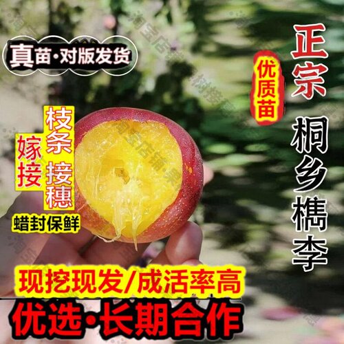 嫁接接穗枝条码子芽嫁接李子苗浙江桐乡檇李树苗软糯多汁一口吸脱