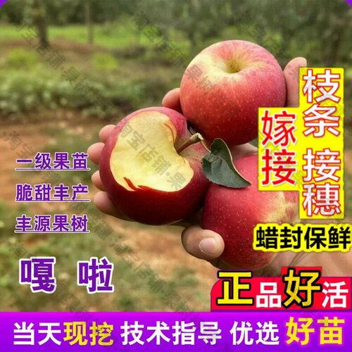 嫁接接穗枝条码子芽老品种嘎啦苹果树苗嫁接好吃甜酸小苹果苗盆栽
