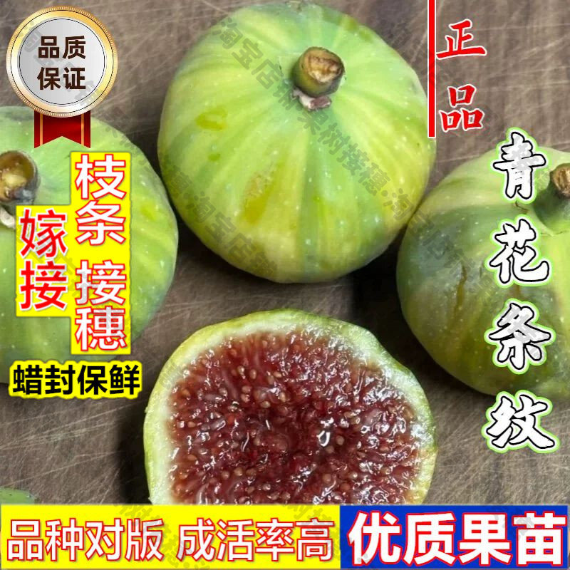 嫁接接穗枝条码子芽青花无花果树苗阳台盆栽地栽条纹彩虹无花果苗图片