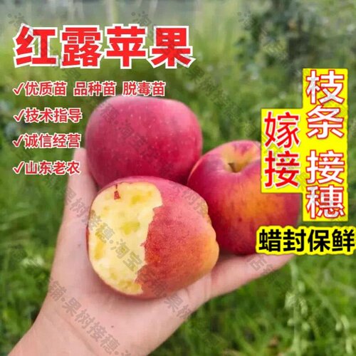 嫁接接穗枝条码子芽嫁接早熟红露苹果苗云南昭通冰糖心苹果树果苗