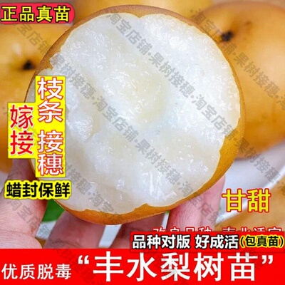 嫁接接穗枝条码子芽丰水梨树苗晚熟黄金梨秋月梨苗盆栽地栽南北方