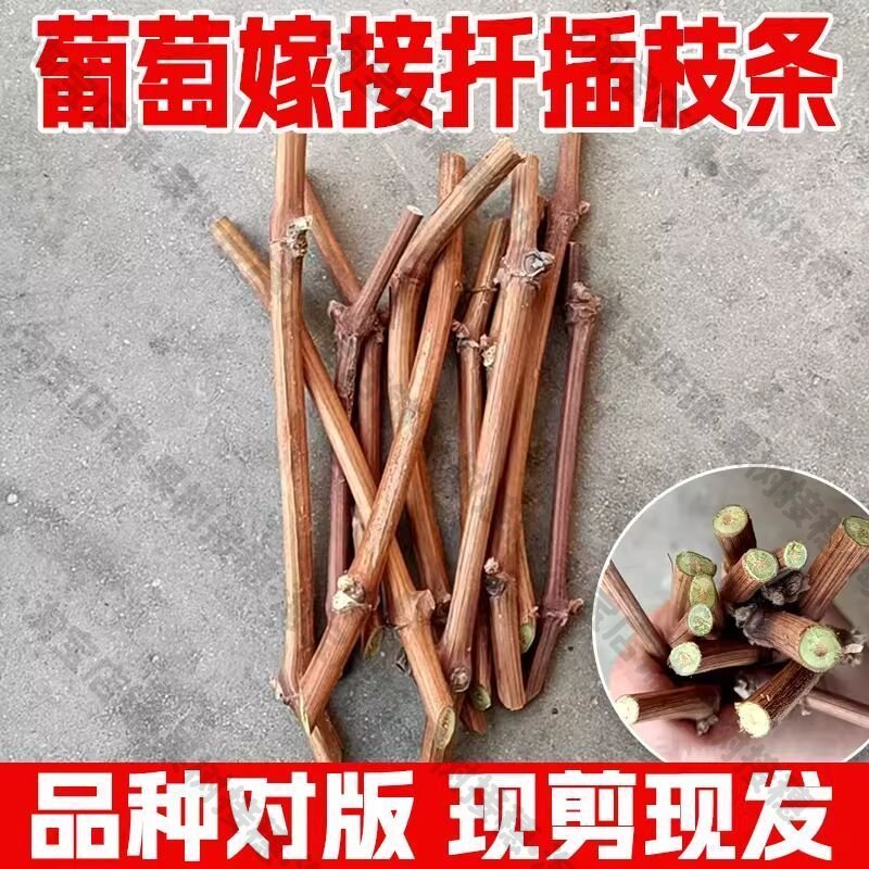 嫁接接穗枝条码子芽黑香妃葡萄提水果种子/种苗
