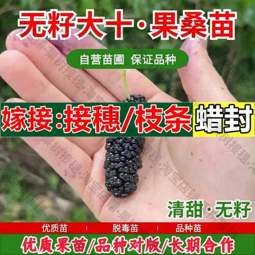 嫁接接穗枝条码子芽纯甜桑葚树苗无籽大十果桑苗盆栽庭院地栽桑葚
