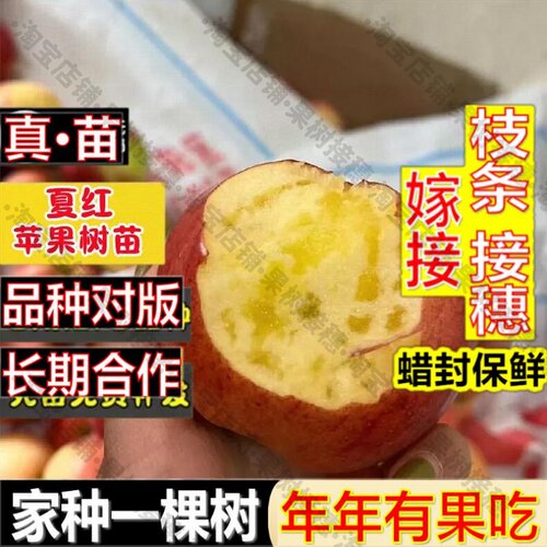 嫁接接穗枝条码子芽嫁接苹果树苗夏红苹果苗特早熟红苹果树六月成