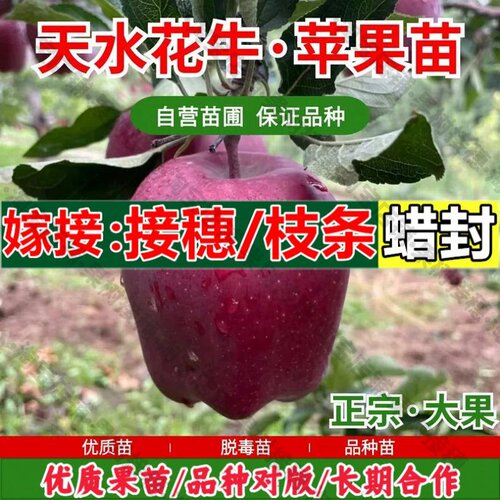 嫁接接穗枝条码子芽甘肃天水花牛苹果树苗盆栽庭院地栽蛇果粉面苹
