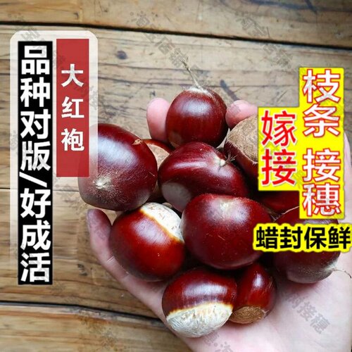 嫁接接穗枝条码子芽嫁接大红袍板栗苗树山东粉面甜栗子板栗树苗南