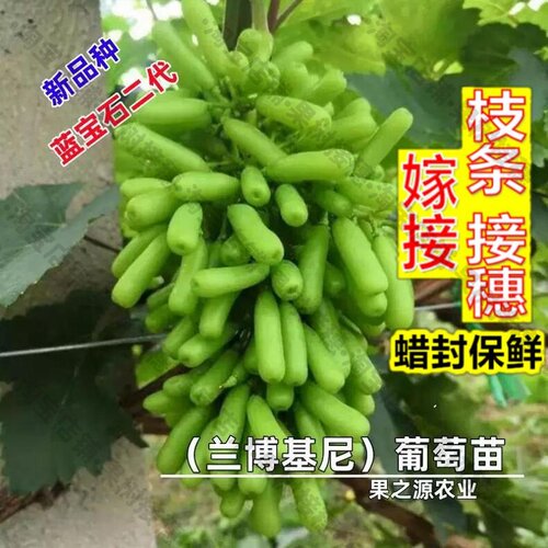 嫁接接穗枝条码子芽新品种嫁接兰博基尼葡萄树苗南北方种植葡萄苗