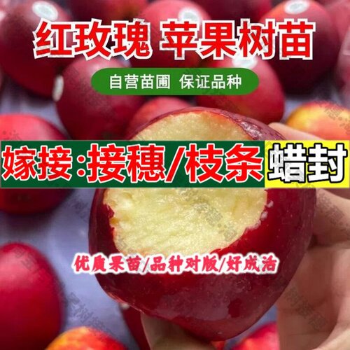 嫁接接穗枝条码子芽新西兰红玫瑰苹果树苗嫁接南方北方种植早熟苹