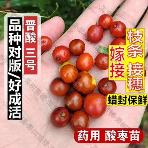 嫁接接穗枝条码子芽药用晋酸3号高产双仁酸枣苗野生山枣树苗南北