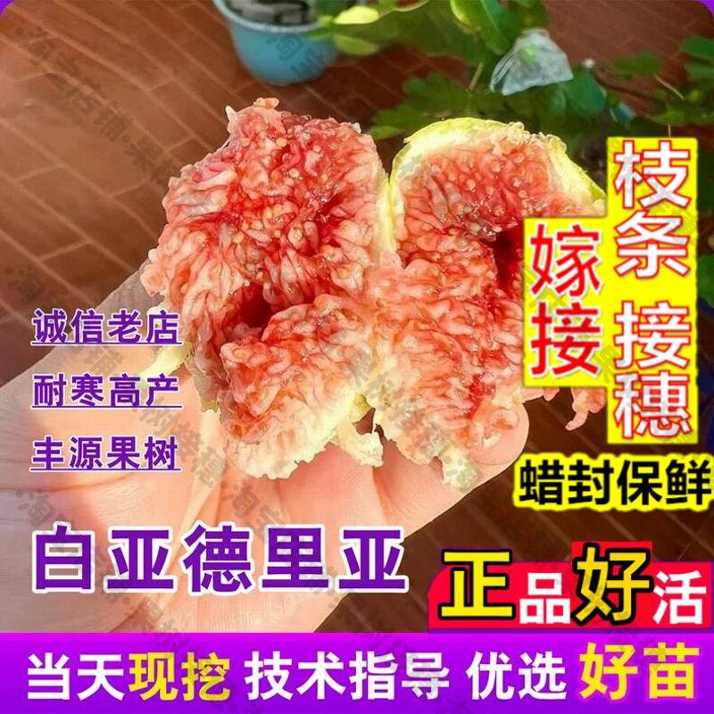 嫁接接穗枝条码子芽糖心无花果树果苗阳台矮化盆栽砂糖白亚德里亚