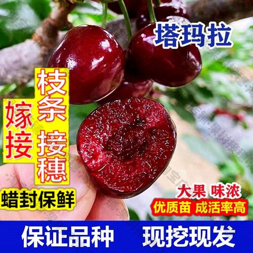 嫁接接穗枝条码子芽晚熟塔玛拉大樱桃苗嫁接车厘子树苗南方北方种