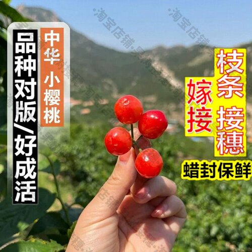 嫁接接穗枝条码子芽老品种本地土樱桃树苗中华小樱桃苗甜盆栽地栽