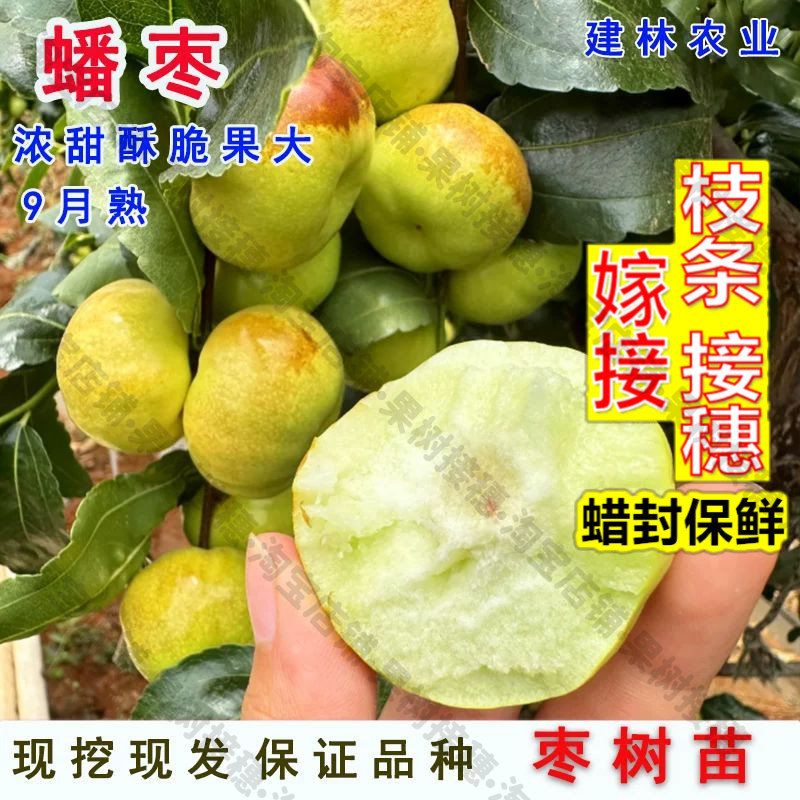 嫁接接穗枝条码子芽枣树活苗嫁接蟠枣树苗油蟠脆枣苗树庭院盆栽地图片