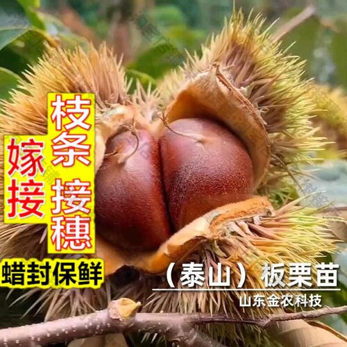 嫁接接穗枝条码子芽嫁接泰山板栗苗树超耐寒抗冻栗子苗北南方种植