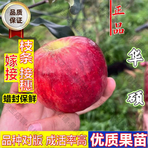嫁接接穗枝条码子芽8月成熟苹果树果苗矮化盆栽庭院嫁接早熟华硕