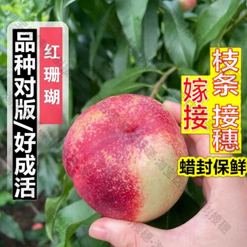 嫁接接穗枝条码子芽油桃树果苗嫁接红珊瑚油桃树苗脆甜白肉油桃苗