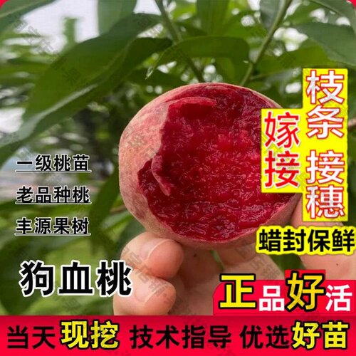 嫁接接穗枝条码子芽嫁接早熟狗血桃树苗老品种离核朱砂红肉桃树苗