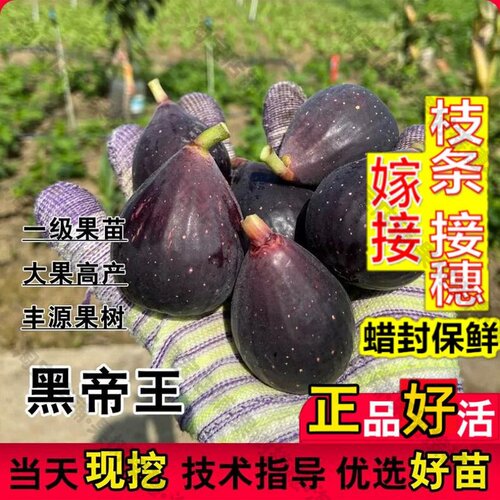 嫁接接穗枝条码子芽特大紫果无花果树苗盆栽地栽黑帝王无花果苗南