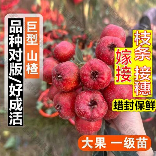 嫁接接穗枝条码子芽山楂树活苗嫁接特大稀有巨型红果山楂苗盆栽南