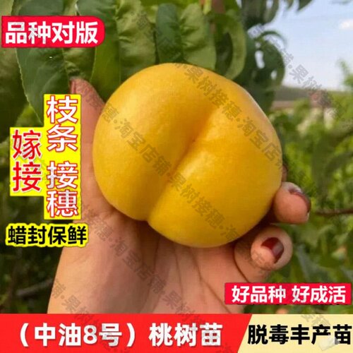 嫁接接穗枝条码子芽油桃树果苗嫁接中油8号黄油桃树黄巨油八号黄