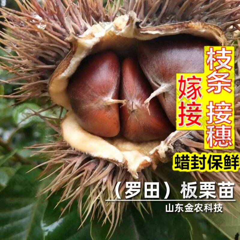 嫁接接穗枝条码子芽嫁接罗田板栗果树种子/种苗