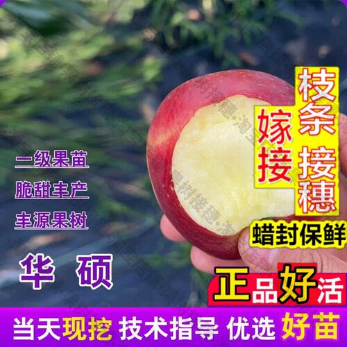 嫁接接穗枝条码子芽特大8月脆甜华硕苹果树果苗嫁接早熟华硕苹果
