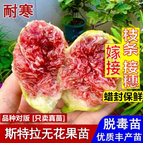 嫁接接穗枝条码子芽斯特拉无花果树苗抗寒糖心无花果苗盆栽庭院地