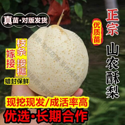 嫁接接穗枝条码子芽新品种梨树果苗嫁接晚熟山东山农酥梨树苗脆甜