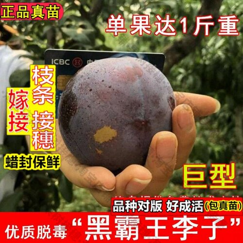 嫁接接穗枝条码子芽嫁接黑霸王李子树苗早熟巨型李子苗盆栽地栽南
