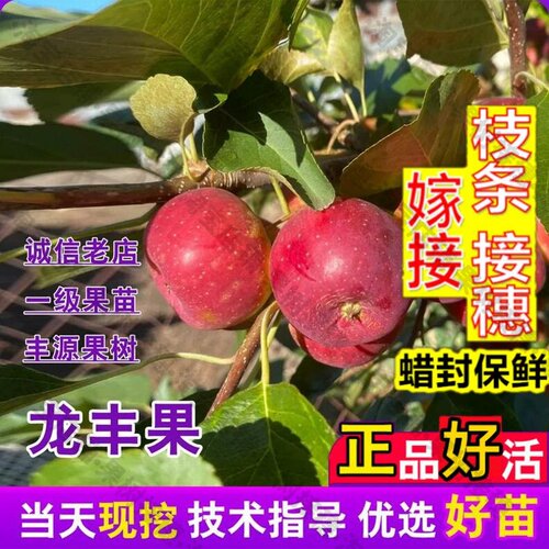 嫁接接穗枝条码子芽耐寒东北龙丰果脆甜小苹果苗庭院盆栽珍珠大秋