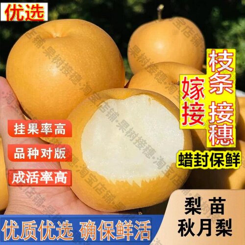 嫁接接穗枝条码子芽正宗秋月梨树果苗嫁接冰糖雪梨苹果梨砀山梨丰