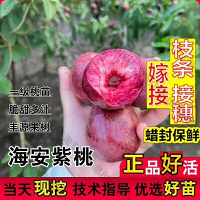 嫁接接穗枝条码子芽如皋海安紫桃苗红肉酸甜血桃树如东红肉油桃树