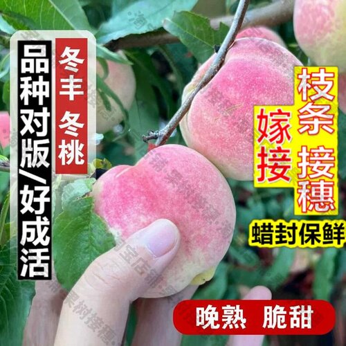嫁接接穗枝条码子芽冬丰冬桃苗特晚熟11月新品种脆甜青州蜜桃树苗