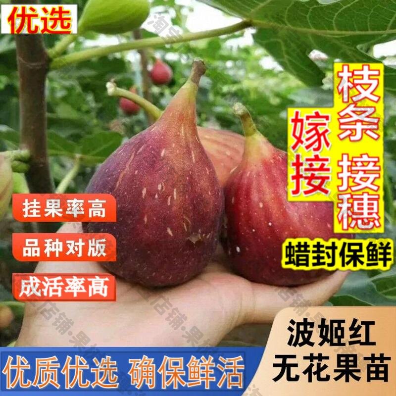 嫁接接穗枝条码子芽无花果树果苗盆栽地栽波姬红大青皮无花果树苗图片