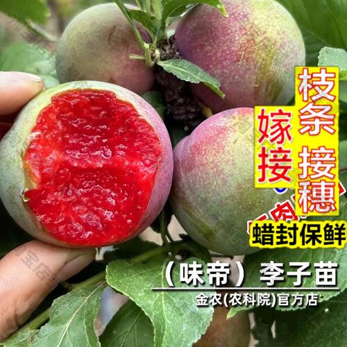 嫁接接穗枝条码子芽嫁接美国味帝李子树苗早熟高甜红肉李子苗南北