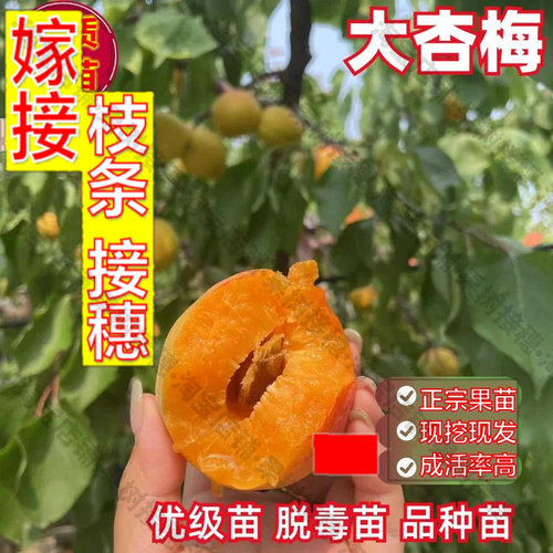 嫁接接穗枝条码子芽大杏梅树苗南北方地栽种植杏树果苗盆栽嫁接杏