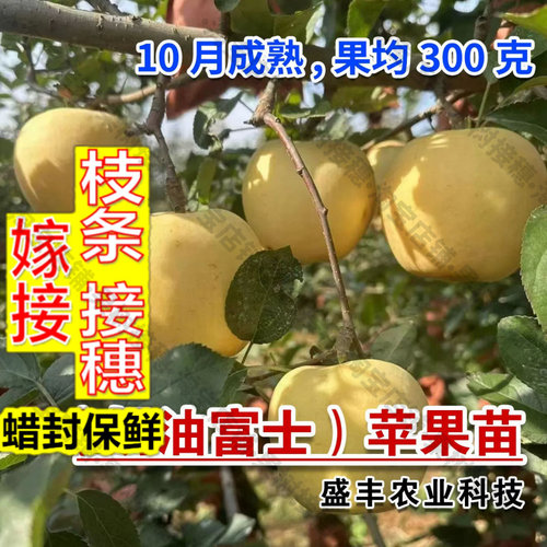 嫁接接穗枝条码子芽晚熟苹果树苗奶油富士金富士脆甜糖心耐寒苹果