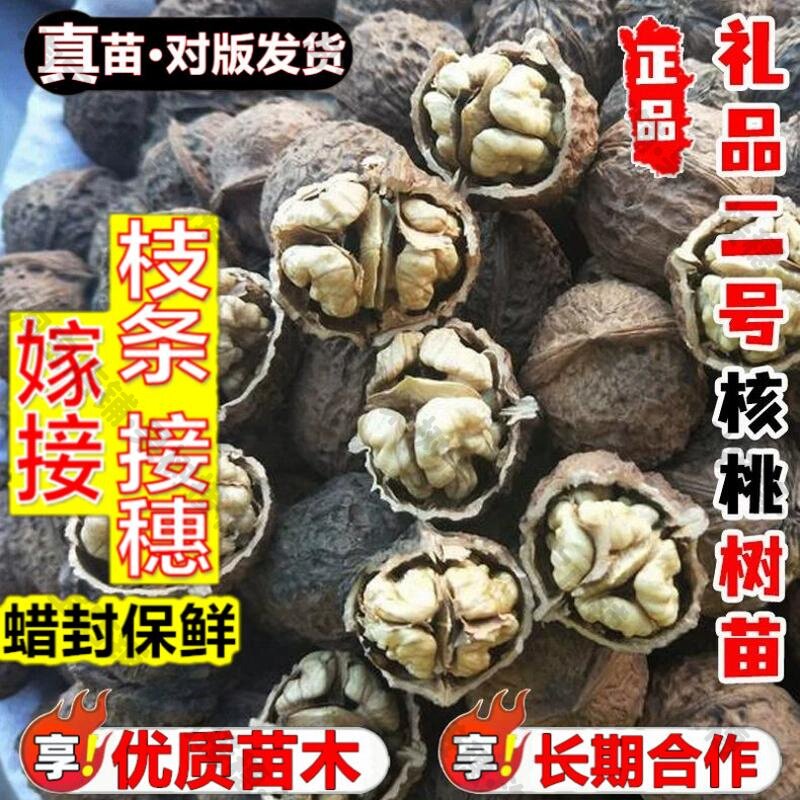 嫁接接穗枝条码子芽嫁接礼品二号薄皮核桃树果苗薄壳纸皮核桃树苗图片
